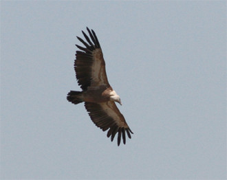 …or an equally impressive Griffon Vulture.